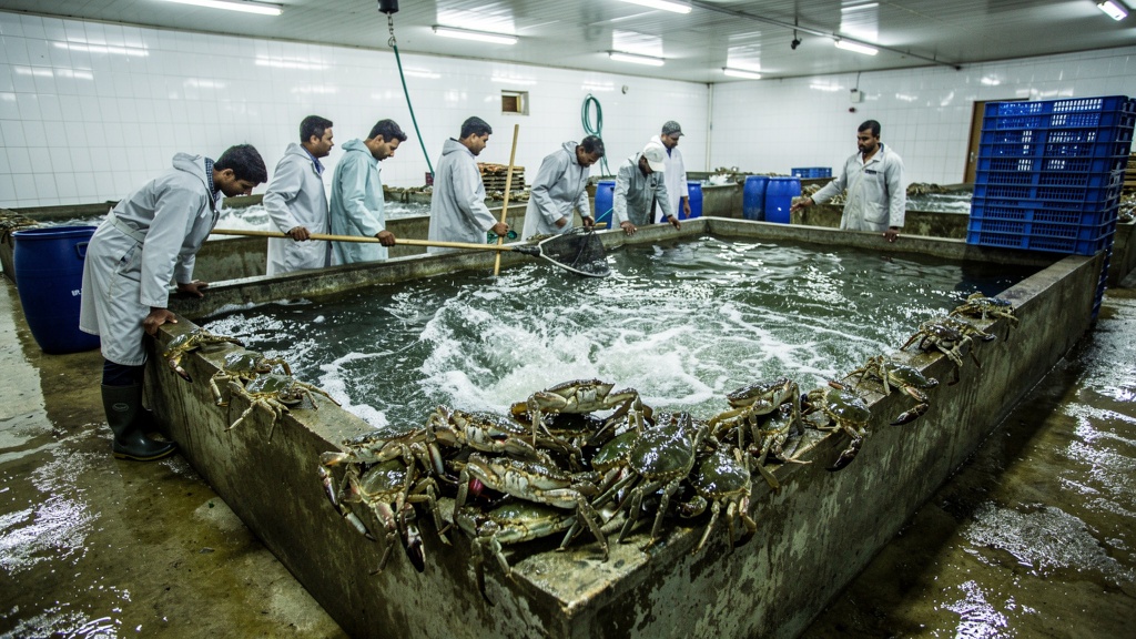 Live mud crabs in holding tank at Papon Trade International